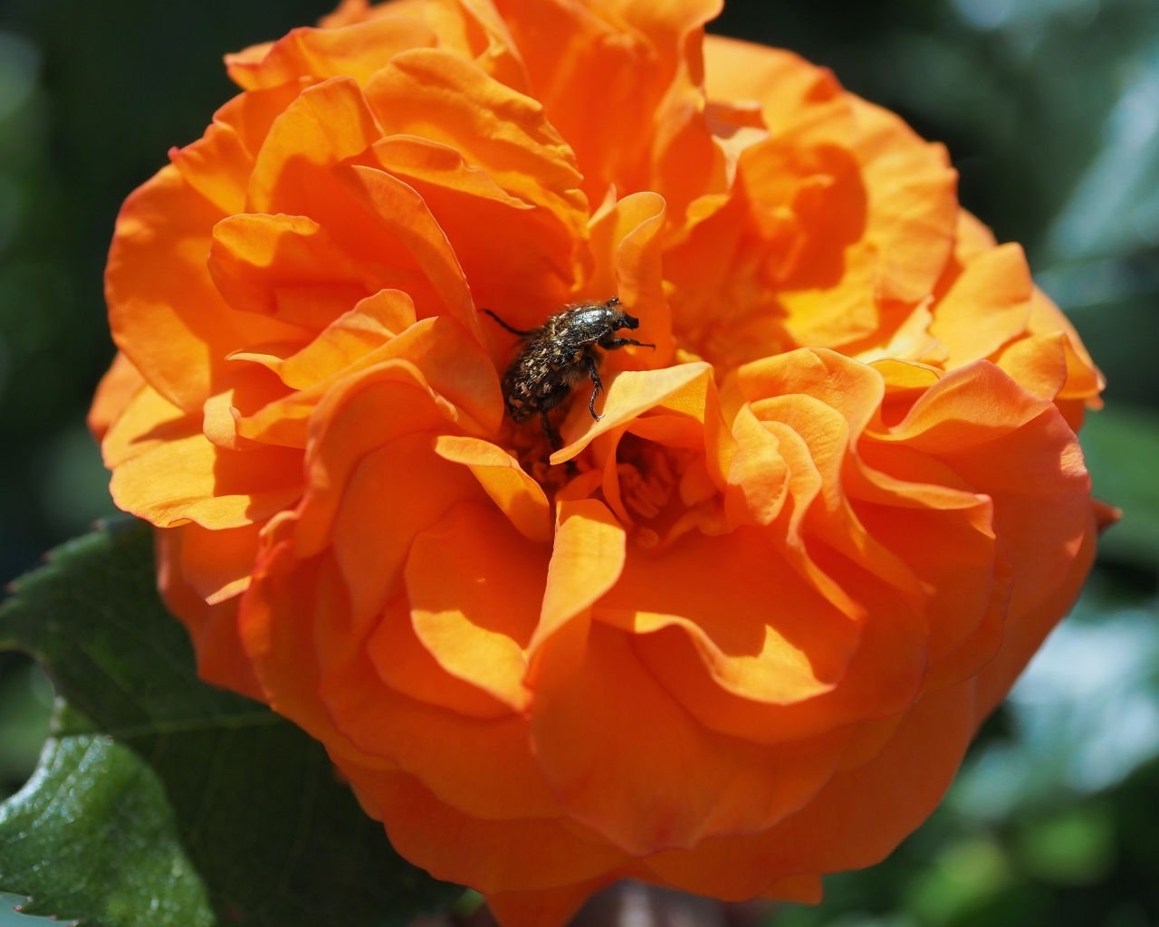 Жук сидит на красивом оранжевом цветке розы