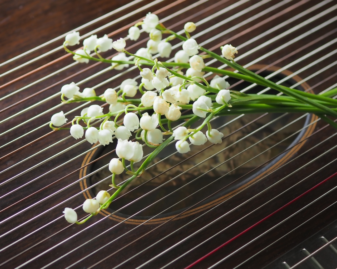 Букет белых ландышей лежит на струнах