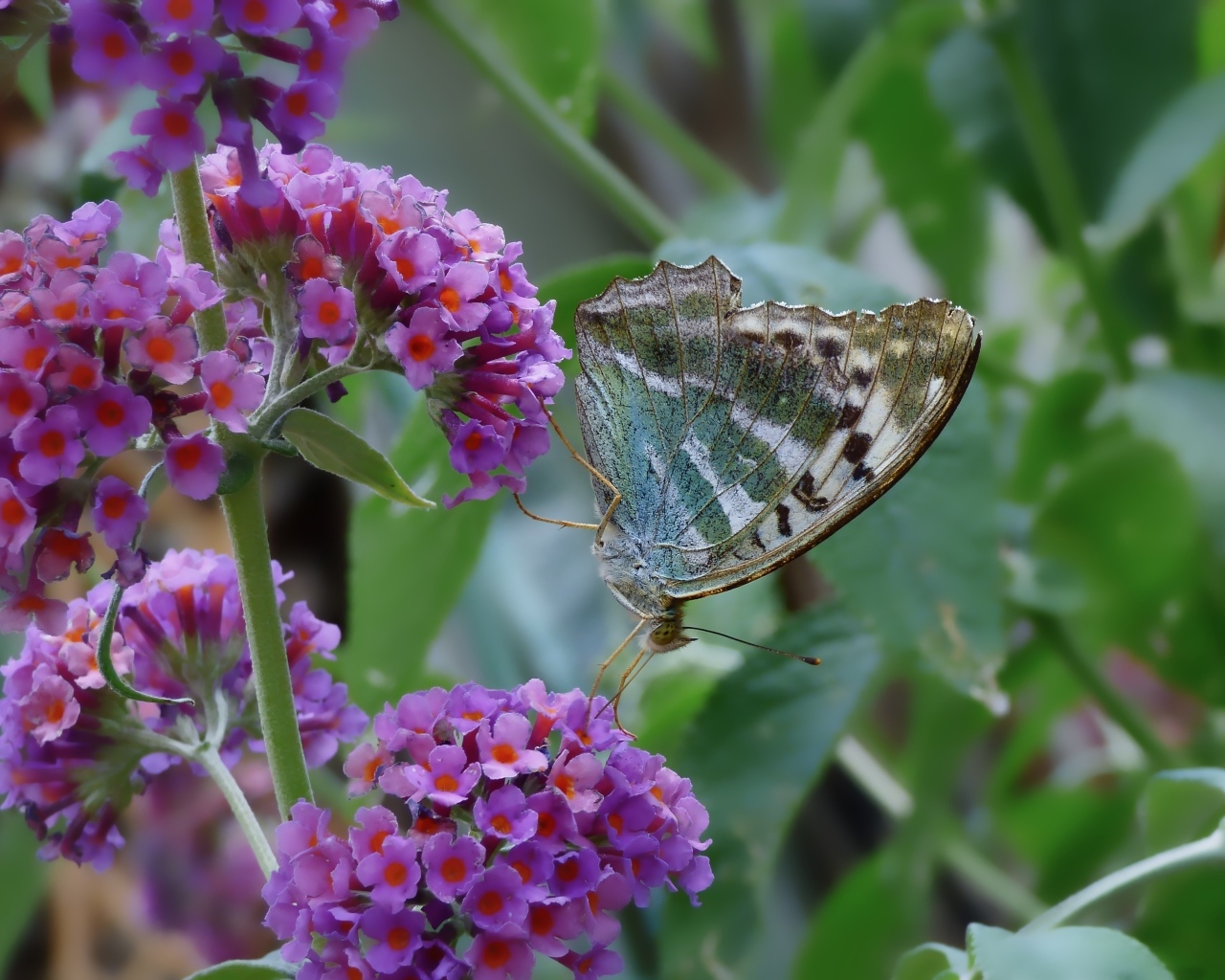 Бабочка сидит на мелких сиреневых цветах