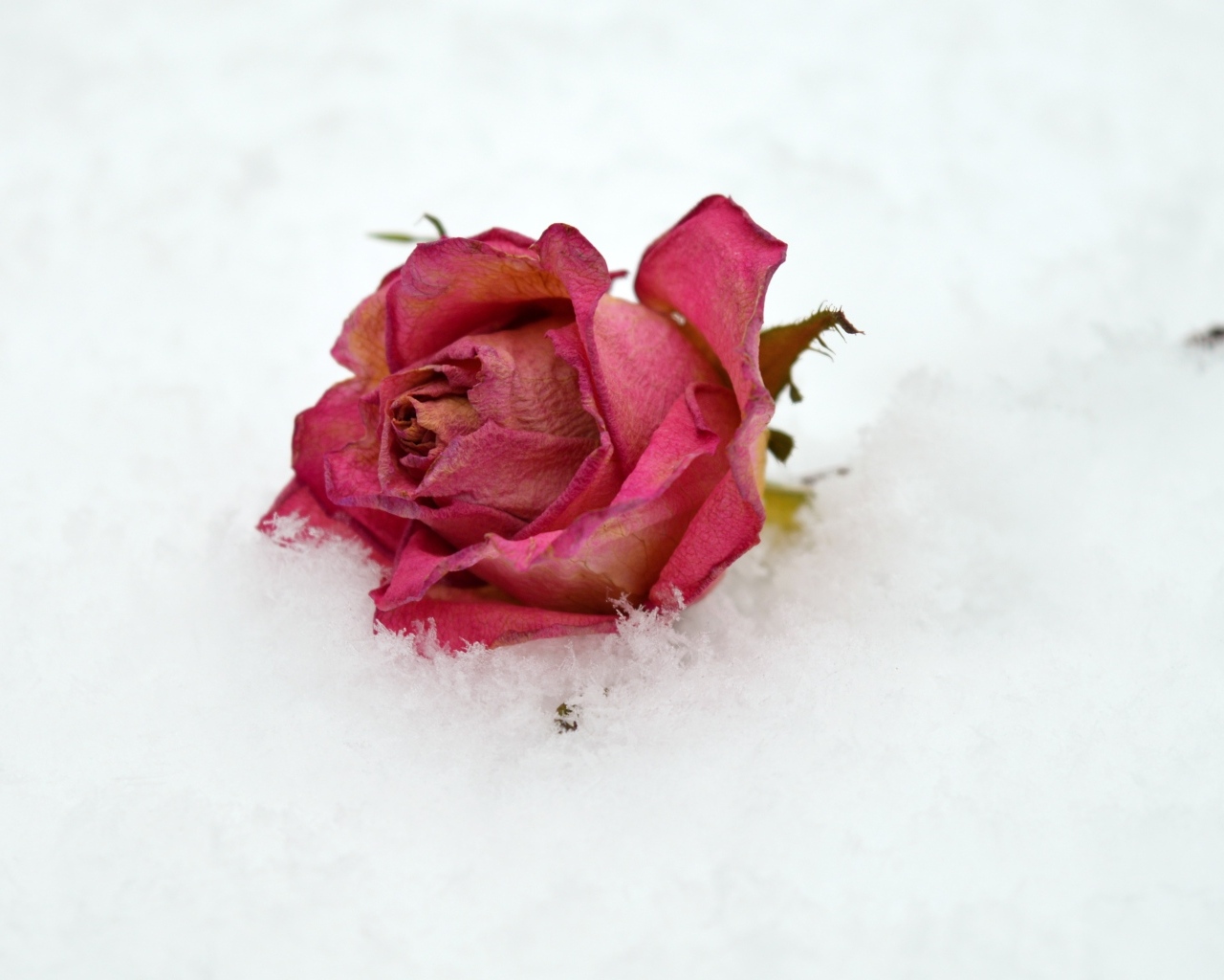 Сухая роза лежит в холодном белом снегу