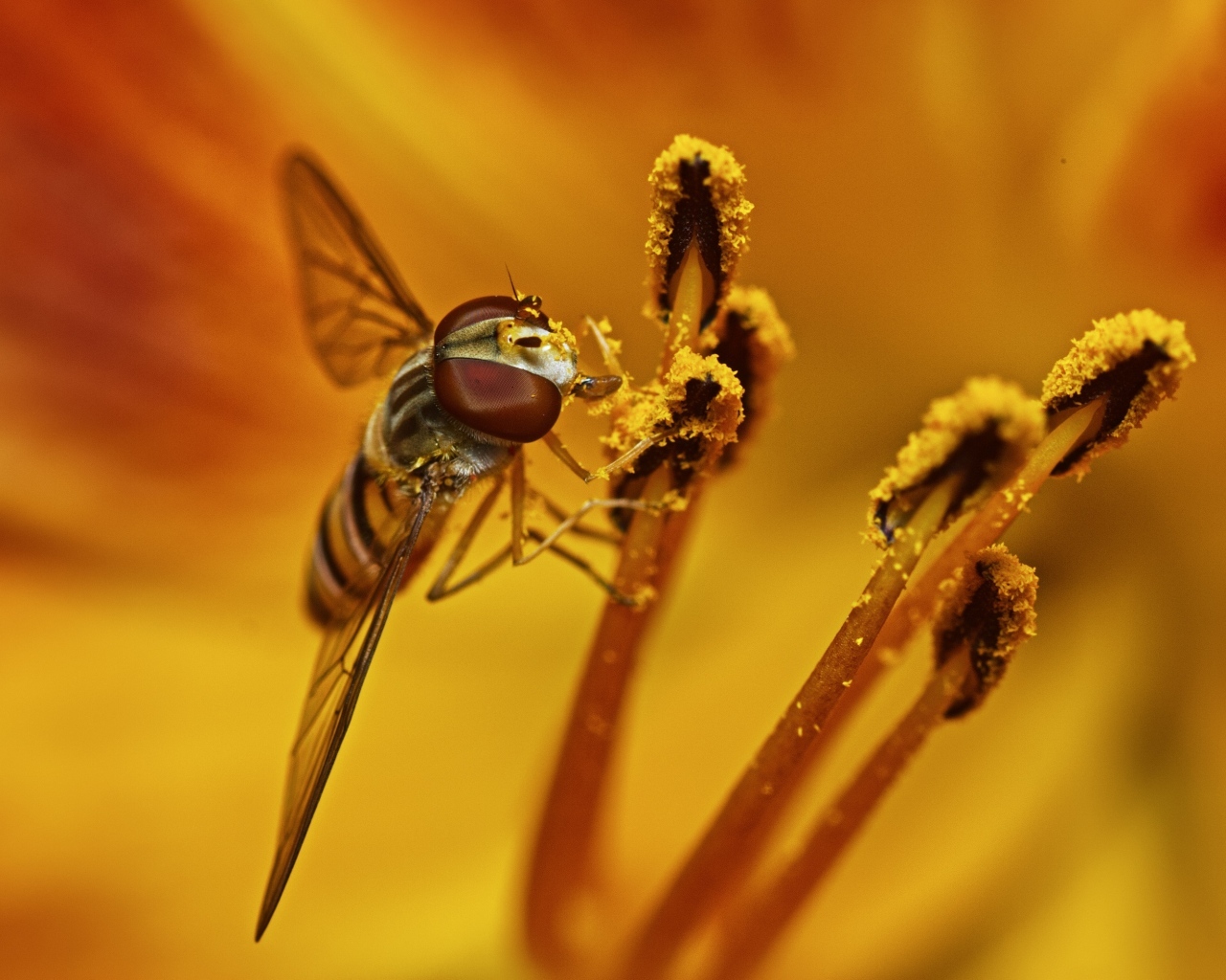 Муха сидит на цветке лилии