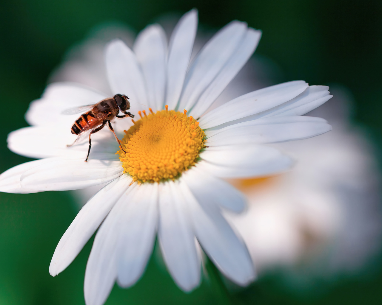 Муха сидит на белом цветке ромашки