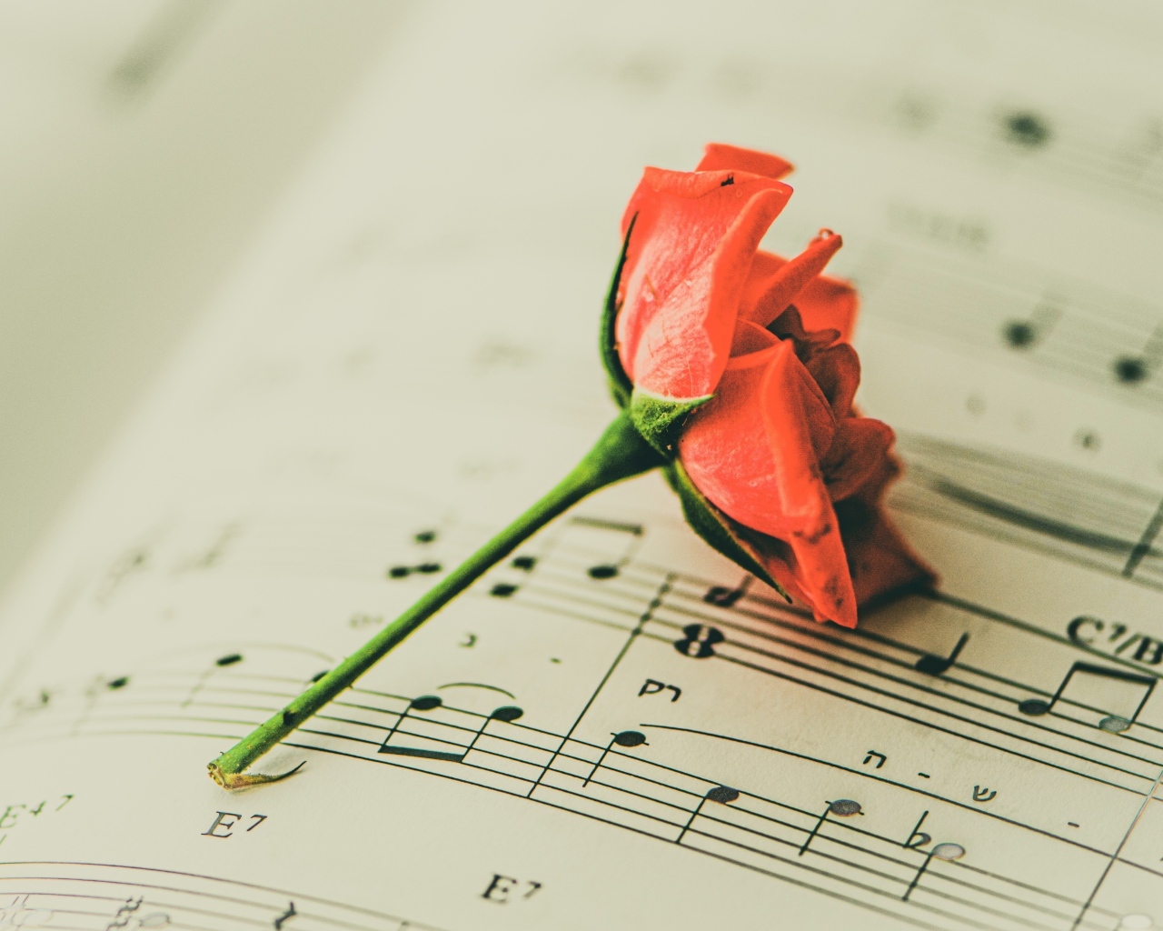 Сорванный цветок розы на нотной тетради