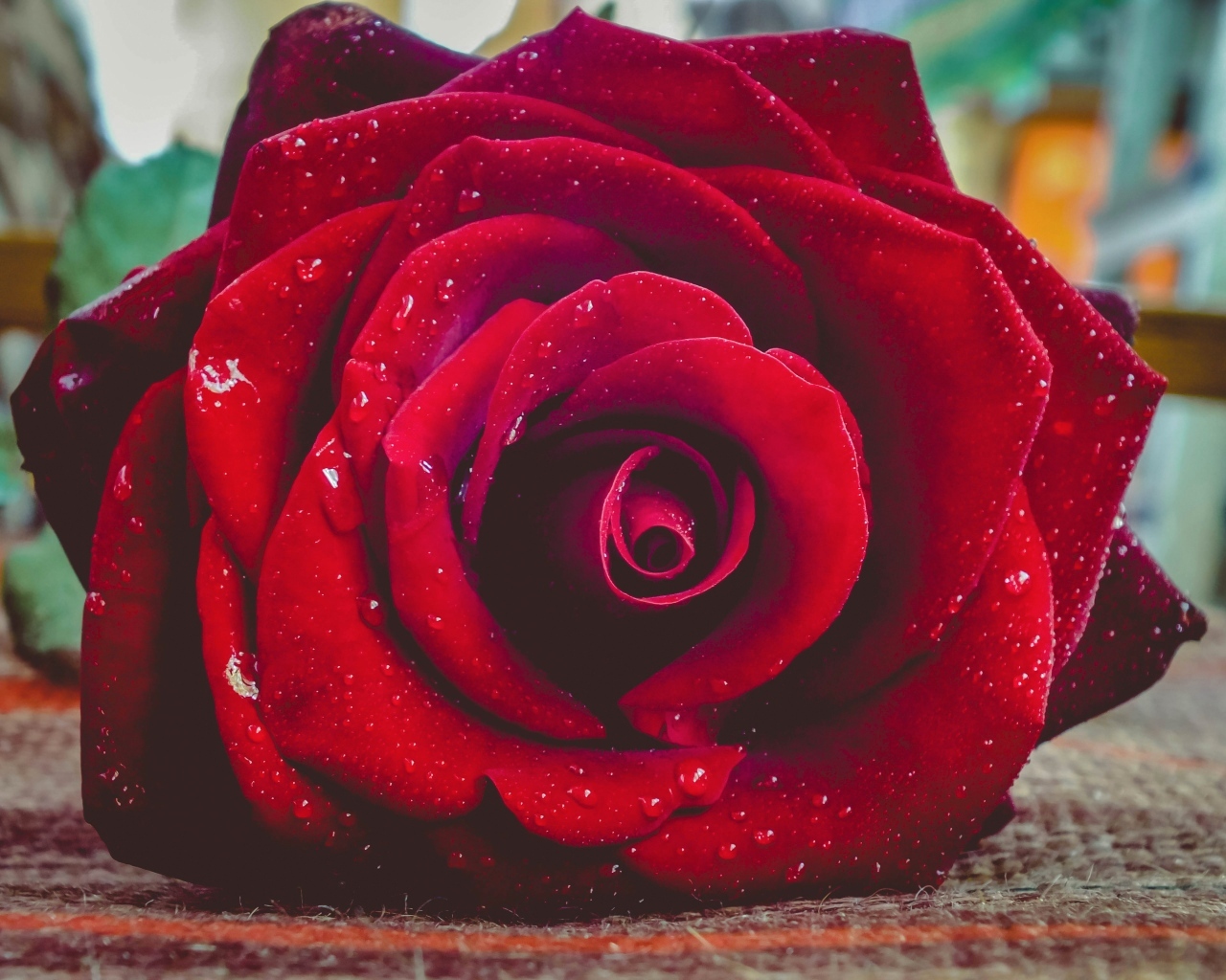 Красная роза в каплях росы лежит на полу