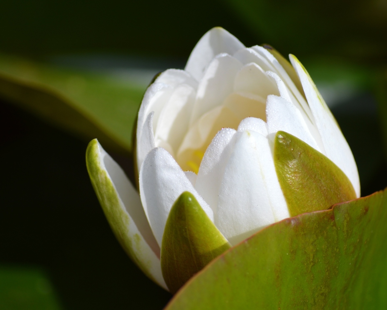 Белый бутон лотоса распускается в пруду