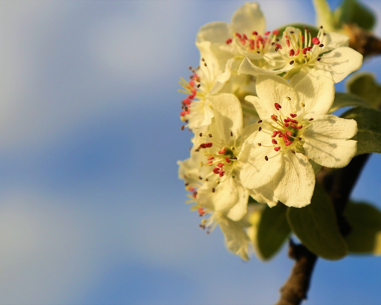 Ветка яблони с белыми цветами крупным планом