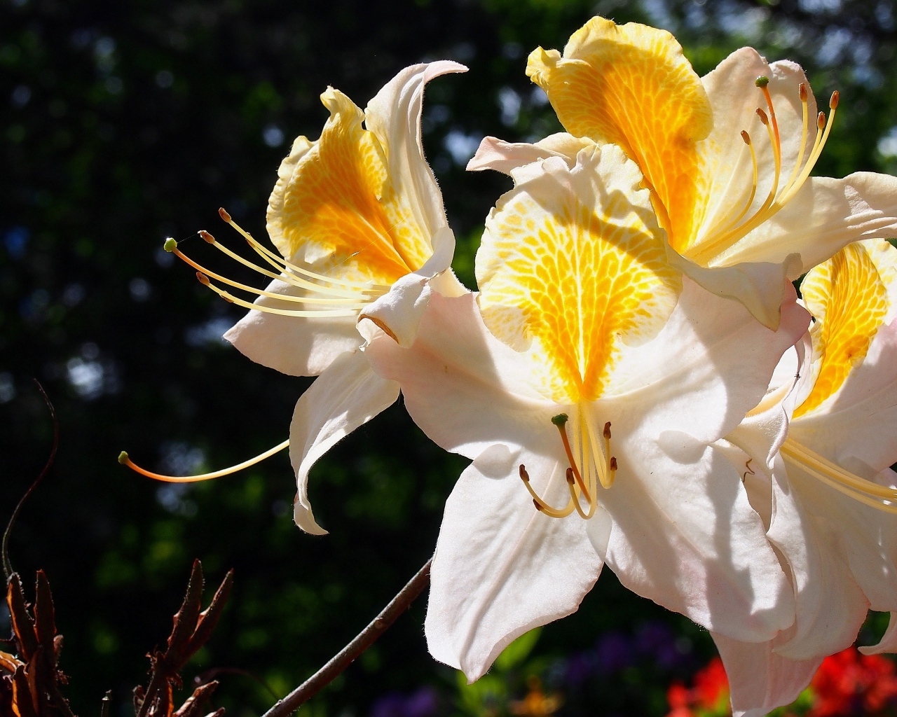 Красивые цветы азалия на клумбе