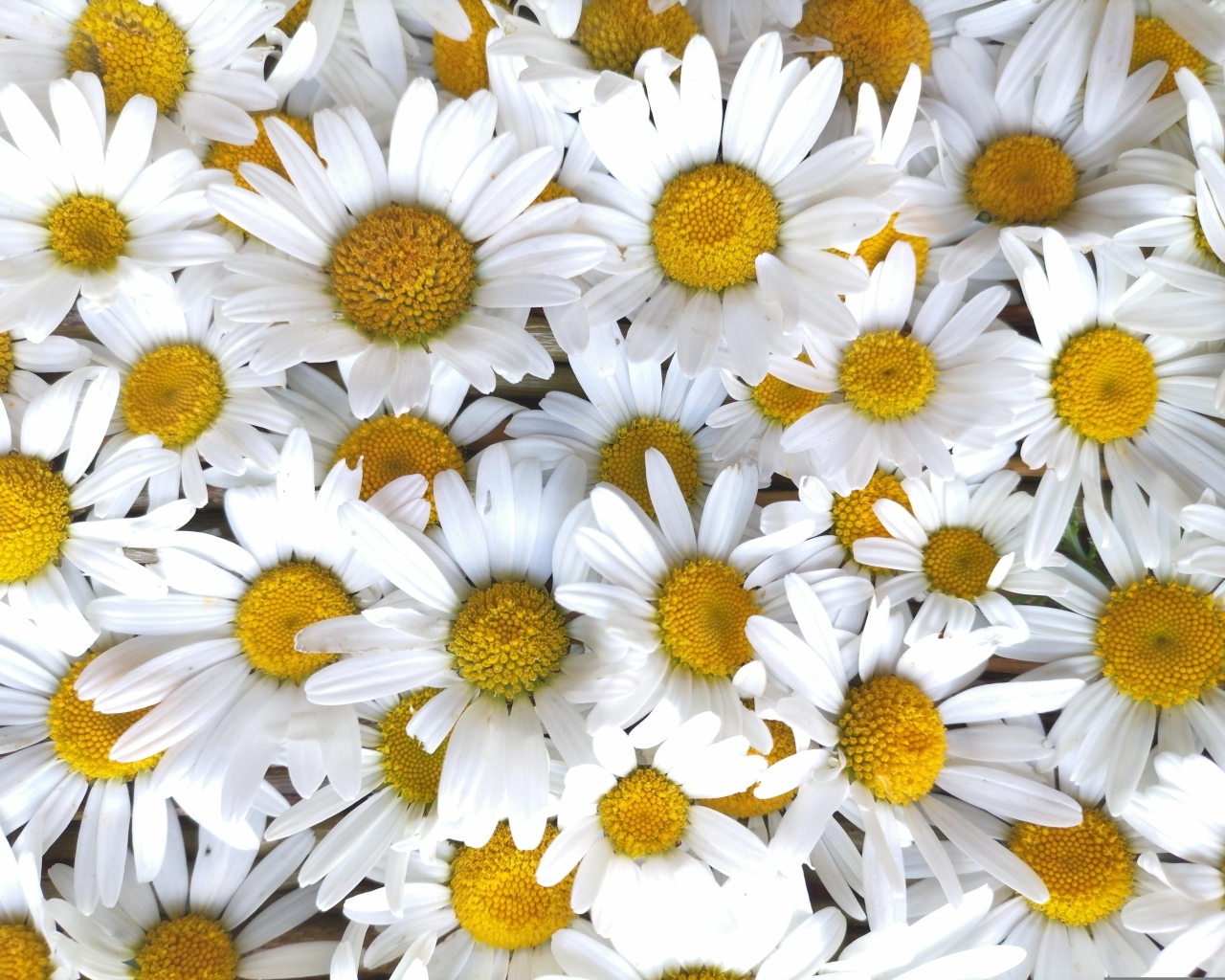 Красивый фон из белых ромашек с желтой серединкой