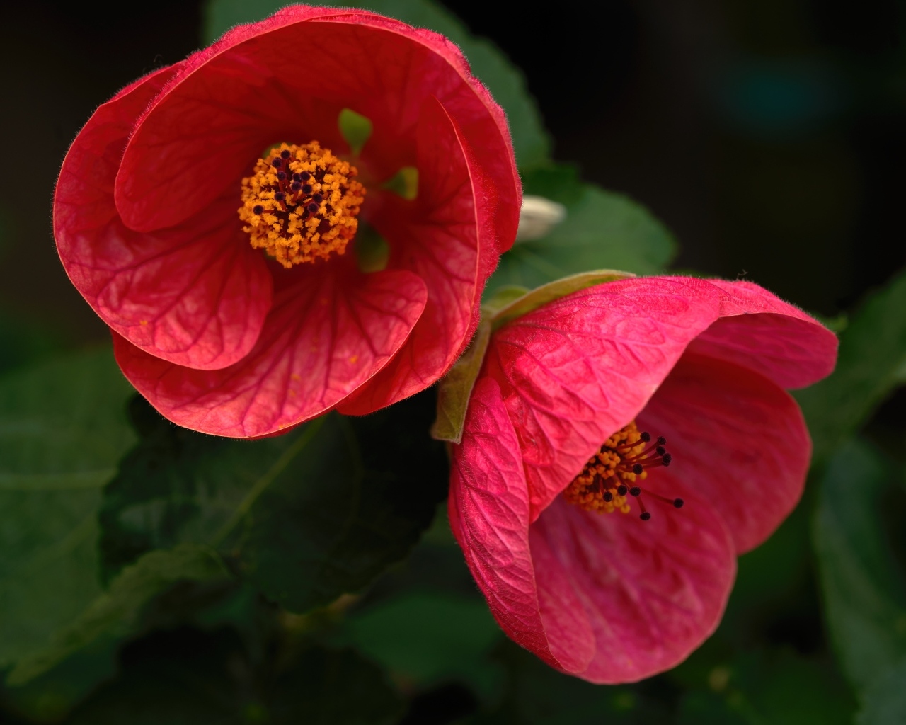 Красивый цветущий красный садовый цветок