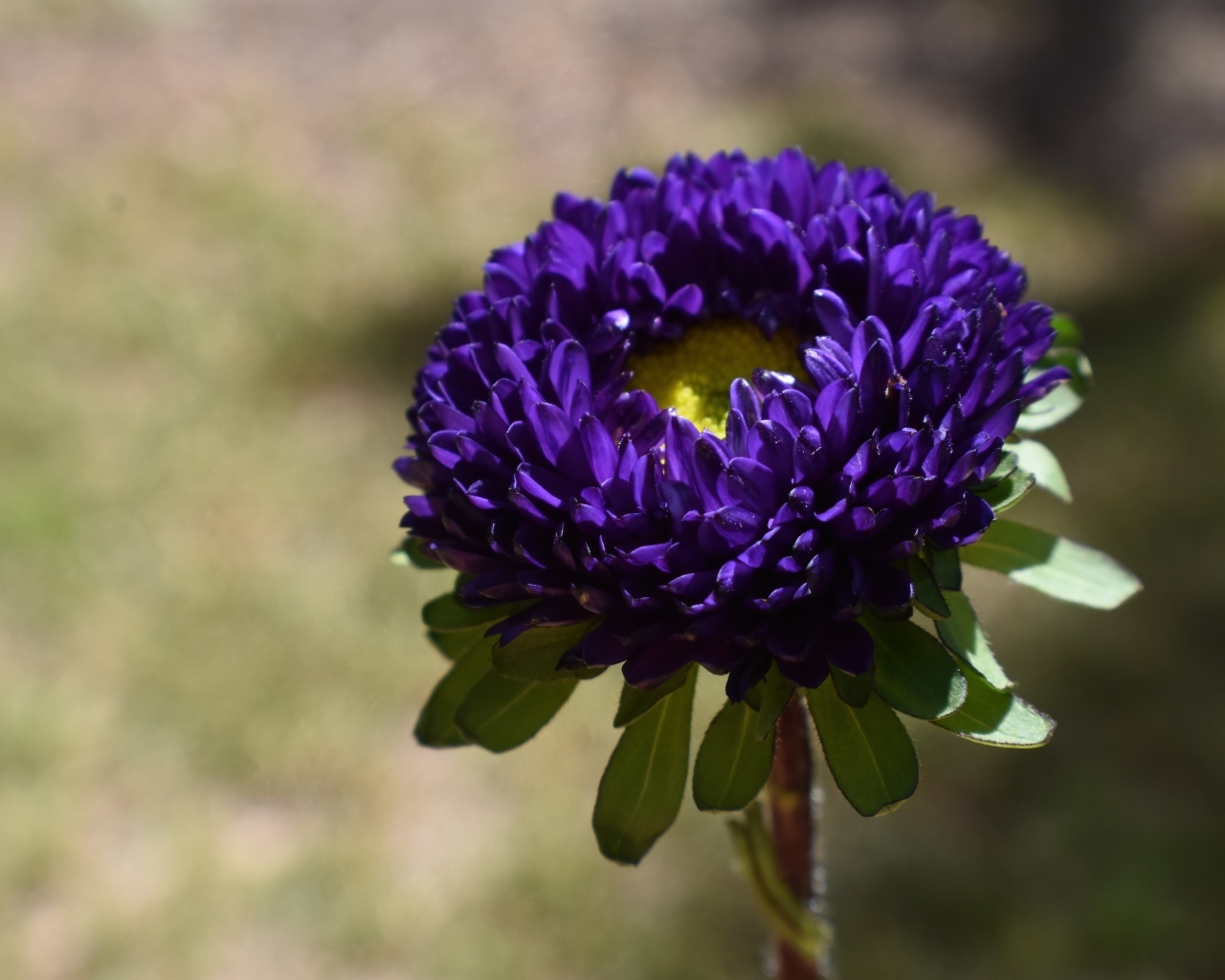 Красивая синяя астра крупным планом