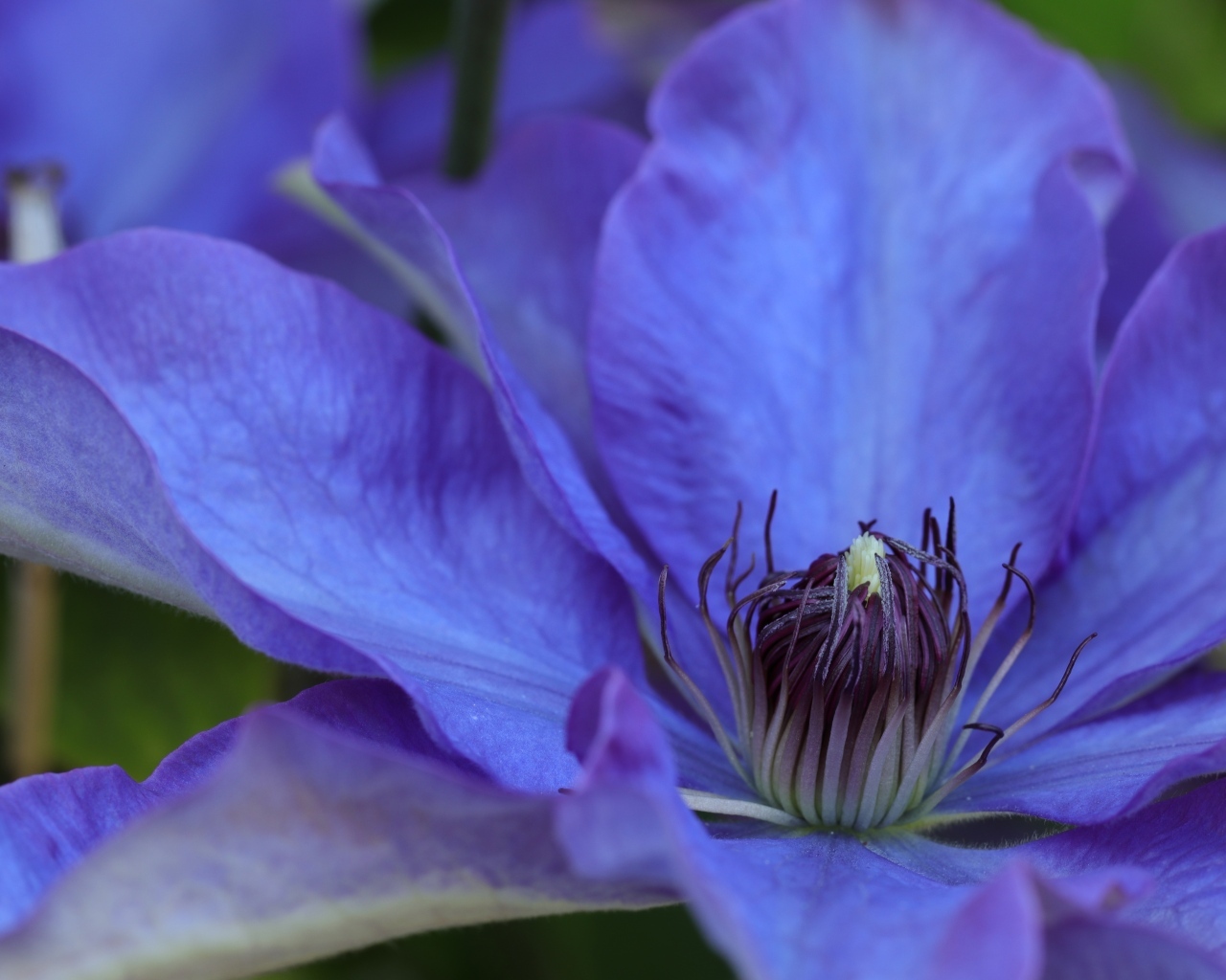 Красивый цветок синего клематиса крупным планом