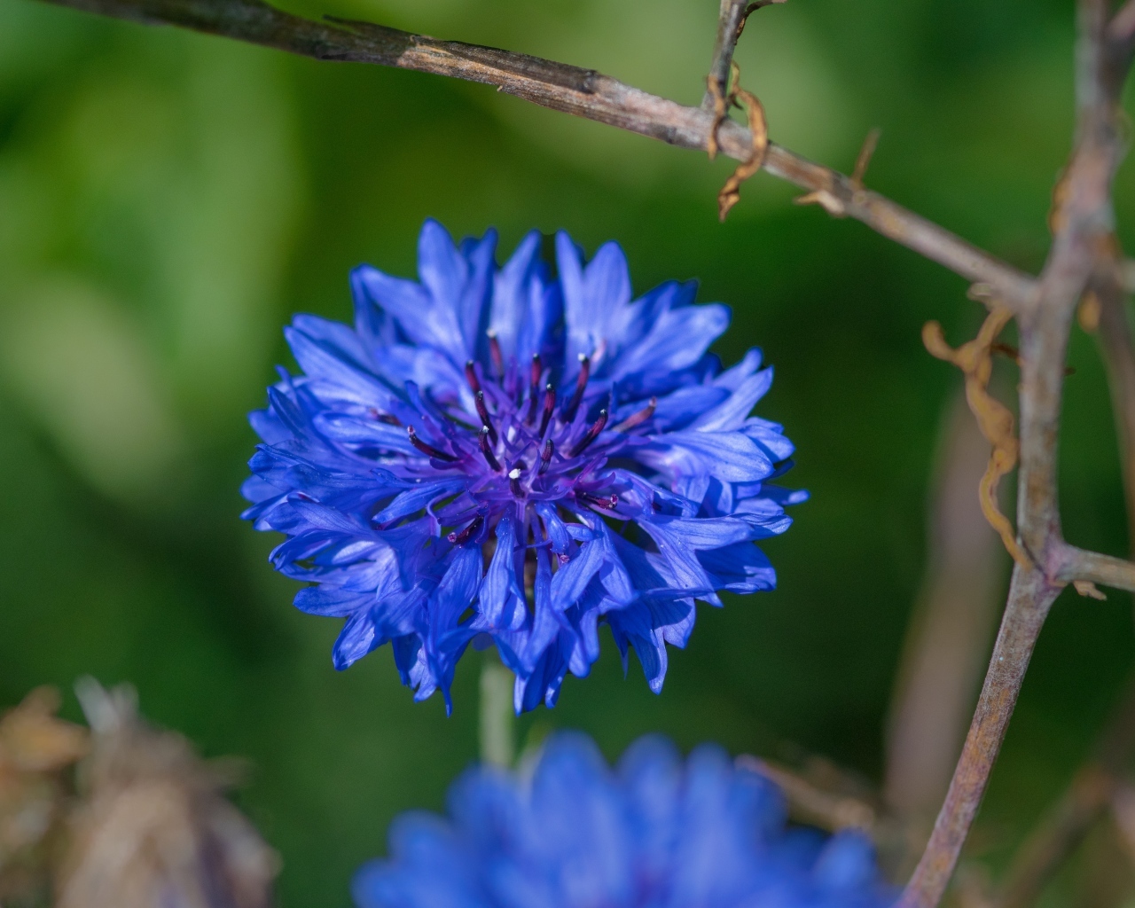 Красивый синий василек крупным планом