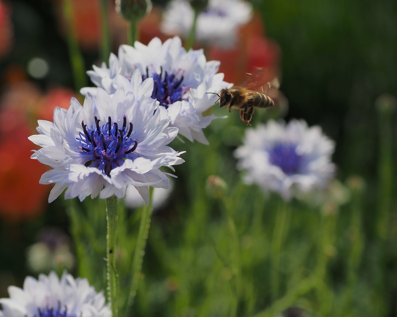 Красивые голубые цветы васильки с пчелой