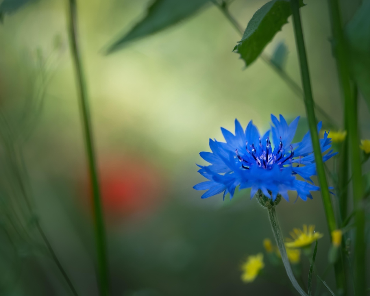 Красивый синий василек в траве