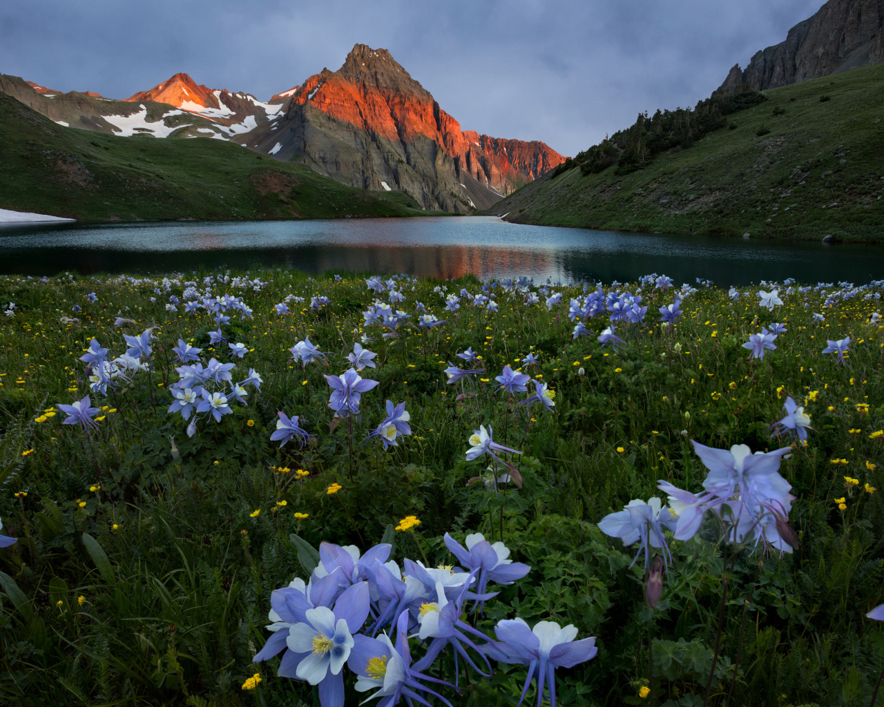 Красивые голубые цветы на фоне гор