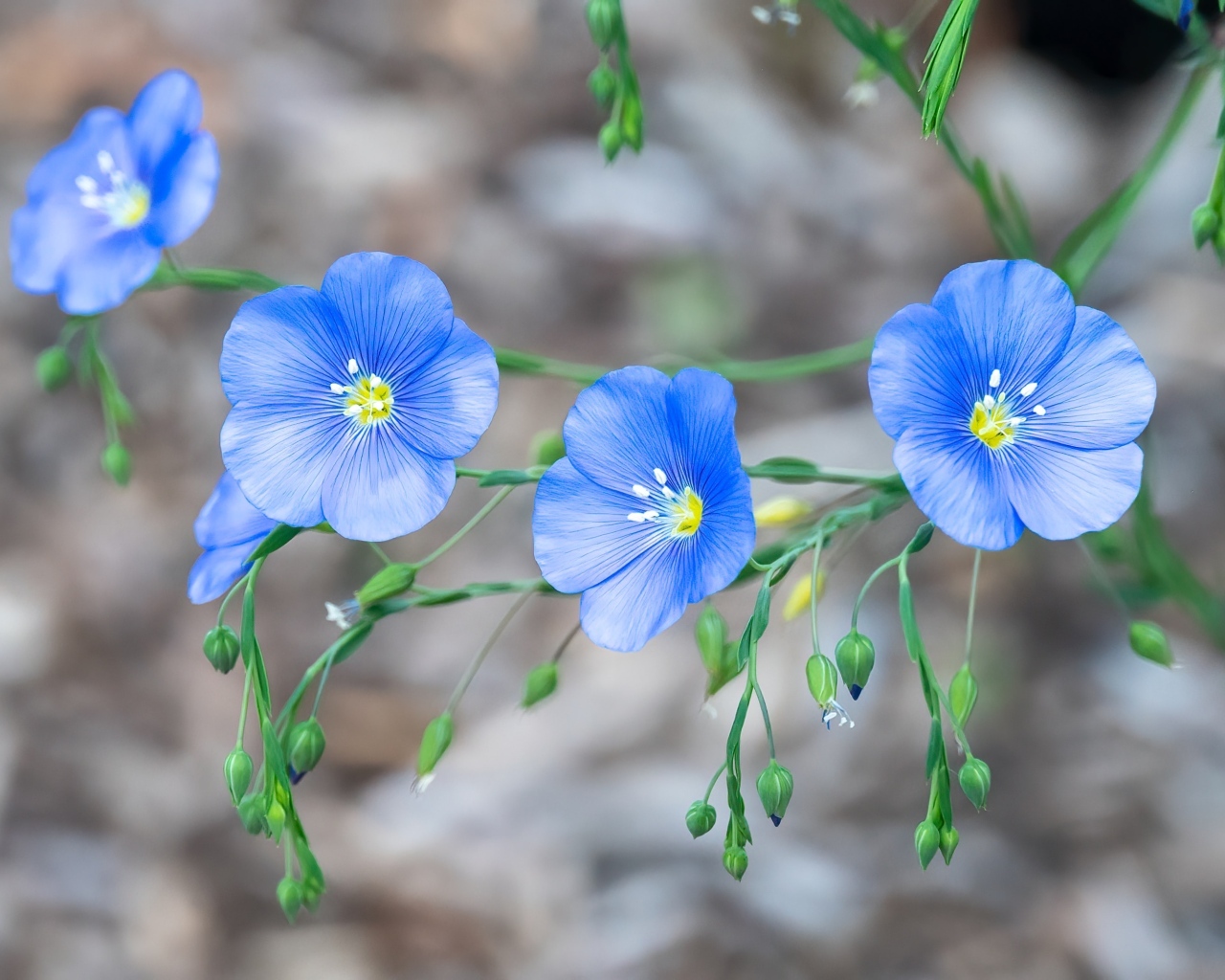 Красивые синие цветы незабудки вблизи