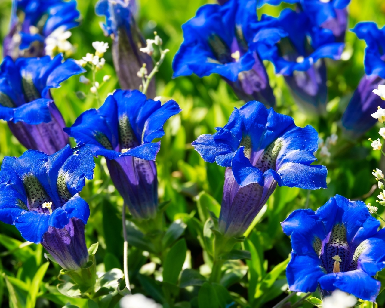 Красивые синие цветы горечавки