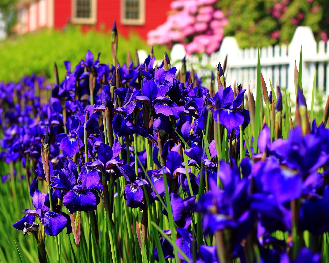 Красивые синие цветы ириса на клумбе