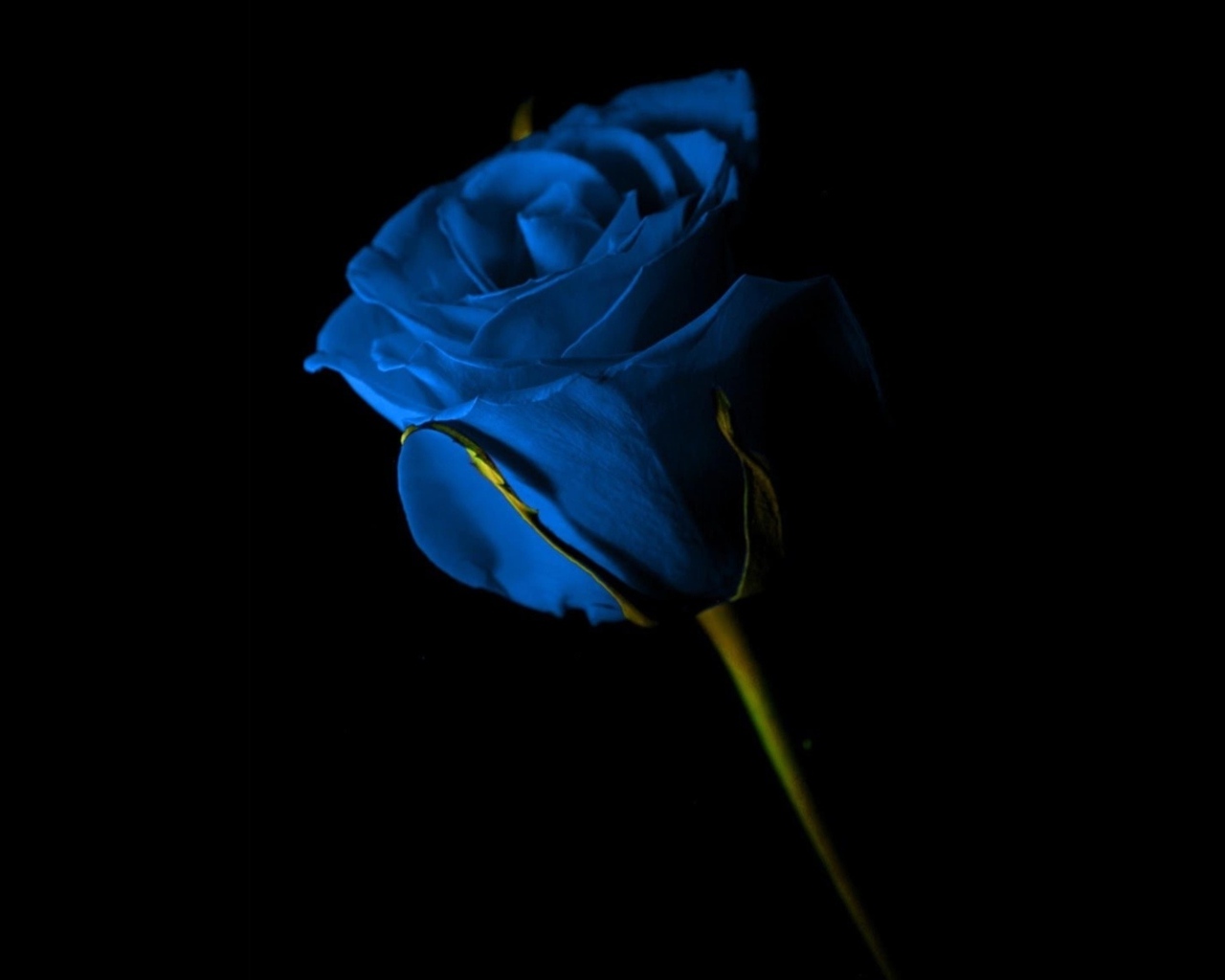 Красивая синяя роза на черном фоне