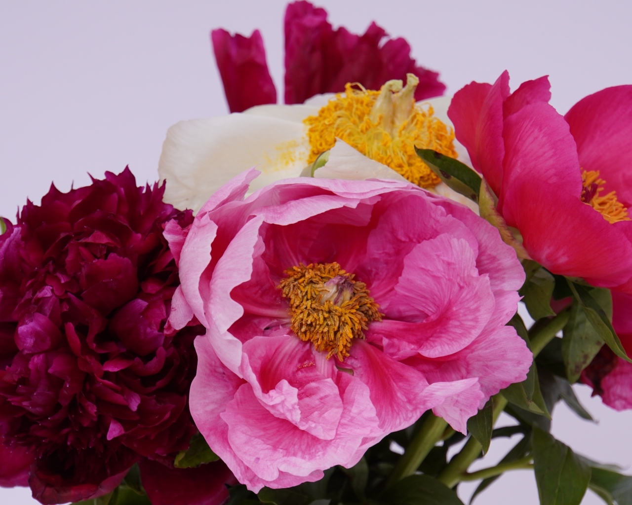 Красивый букет разноцветных пионов на сером фоне