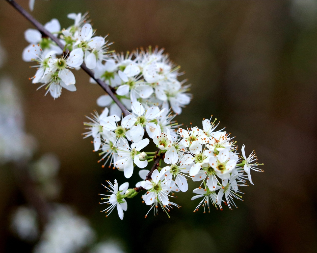 Красивая ветка с белыми цветами вишни на черном фоне весной