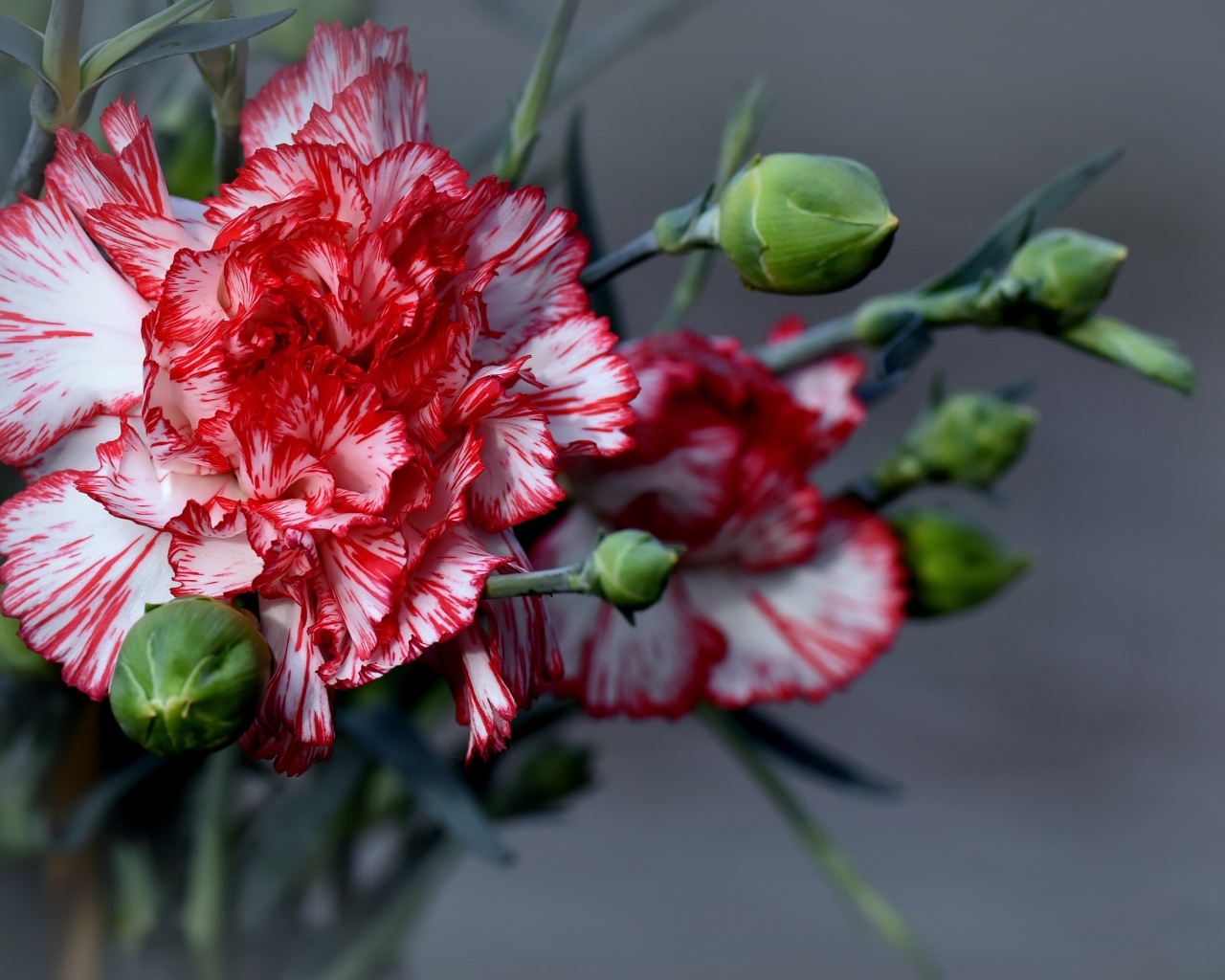 Красивые гвоздики с бутонами на сером фоне