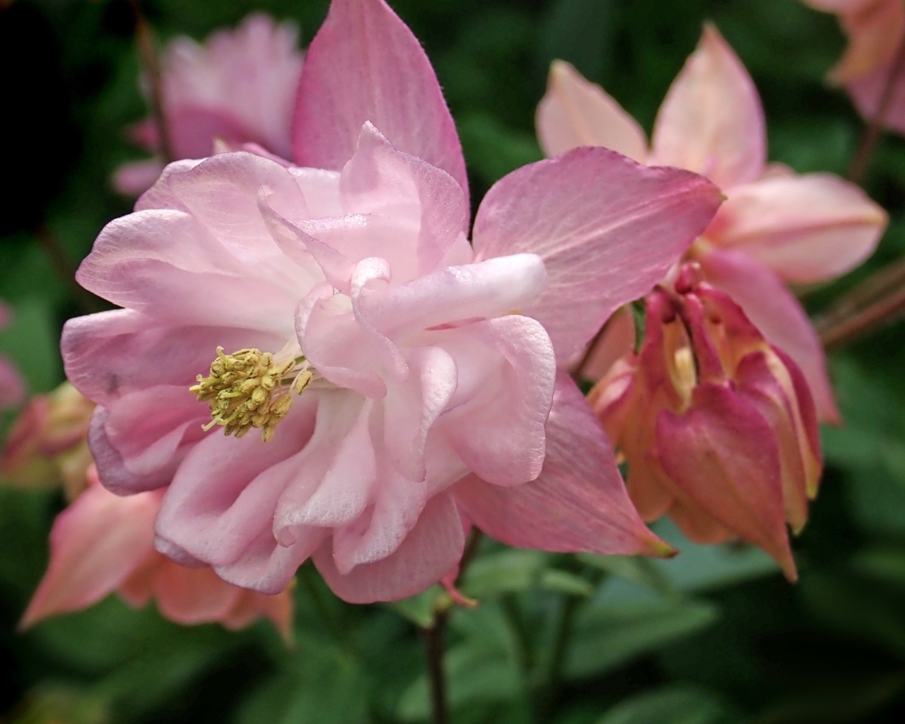 Красивый цветок водосбор крупным планом