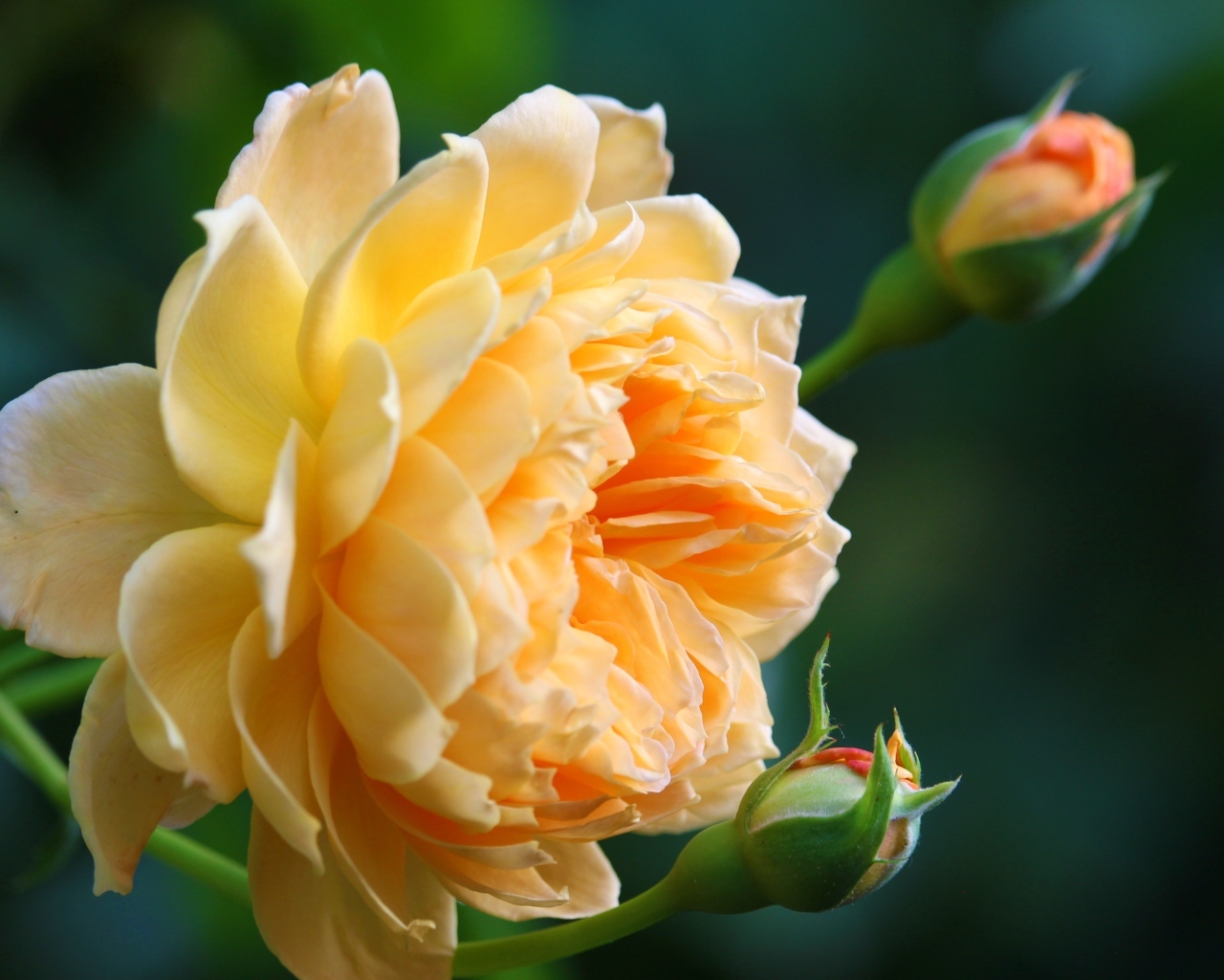 Красивая кремовая роза с бутонами роз