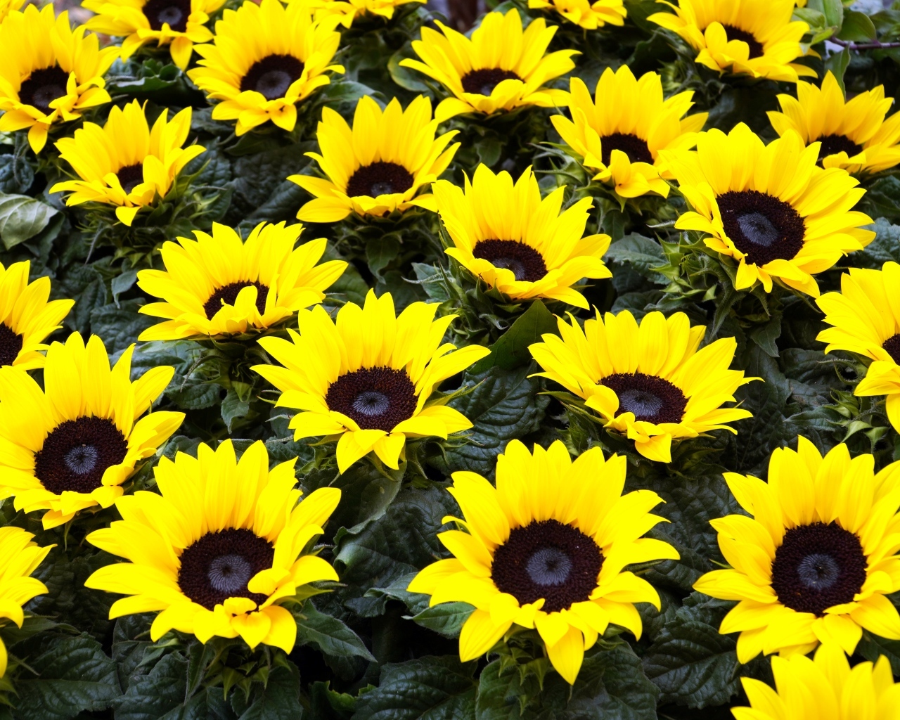 Красивые декоративные цветы подсолнухи