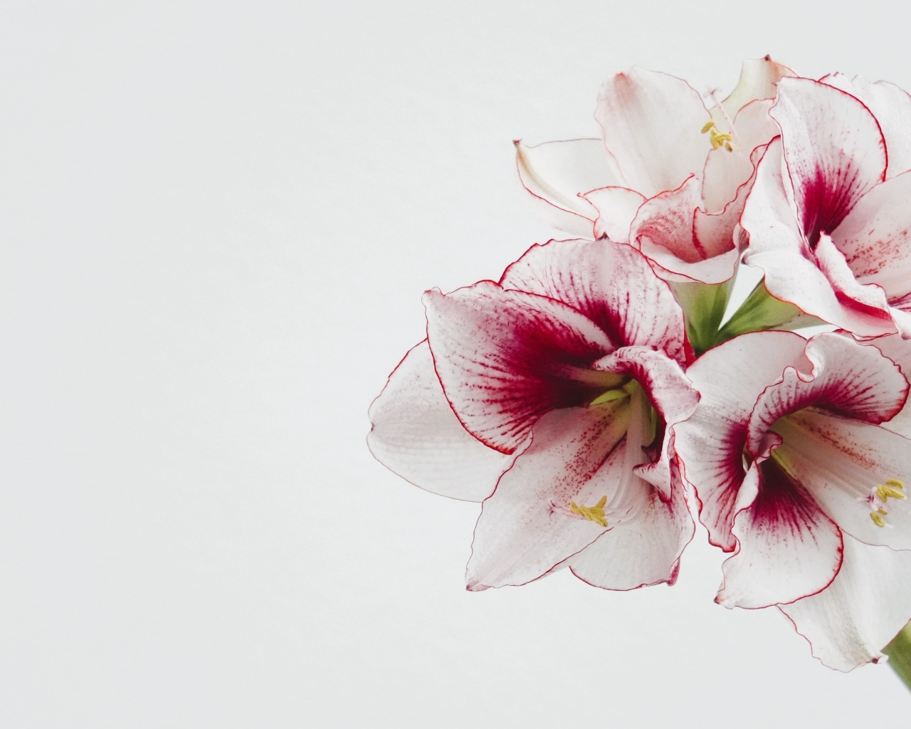 Красивый нежный цветок амариллис на белом фоне