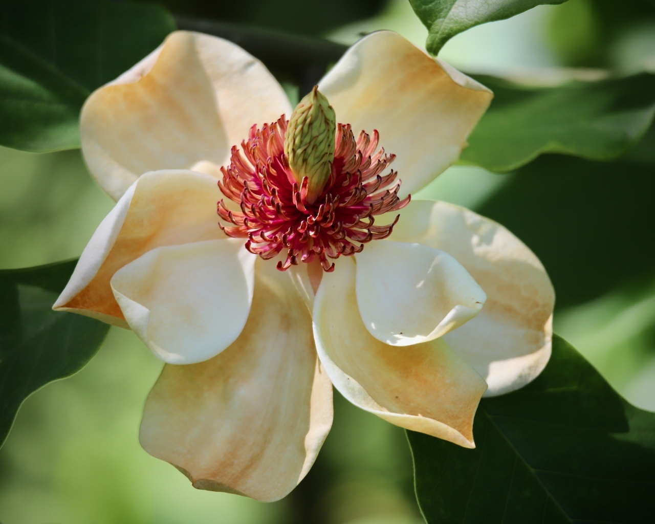 Красивая нежная кремовая магнолия