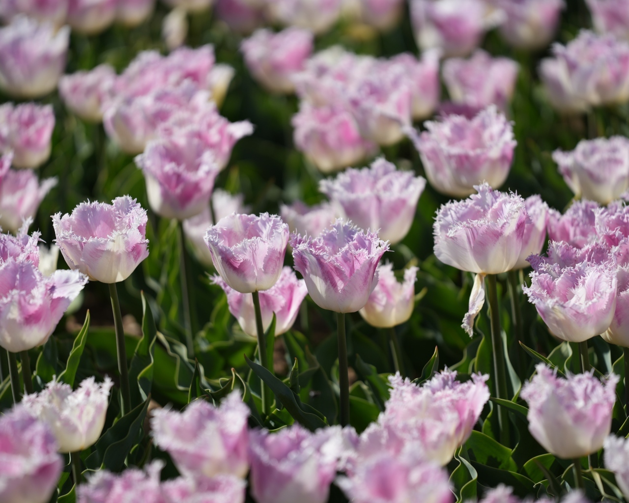 Красивые нежные сиреневые тюльпаны