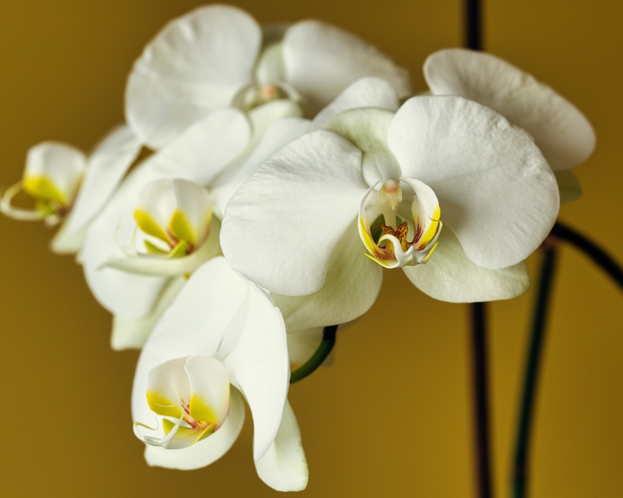 Красивый нежный цветок орхидеи крупным планом