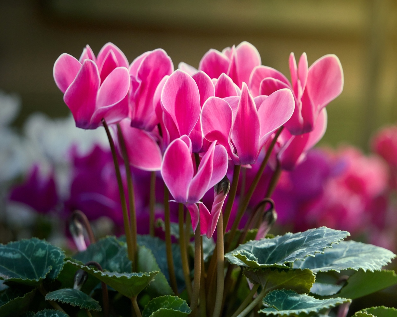 Красивые нежные розовые цветы цикламен