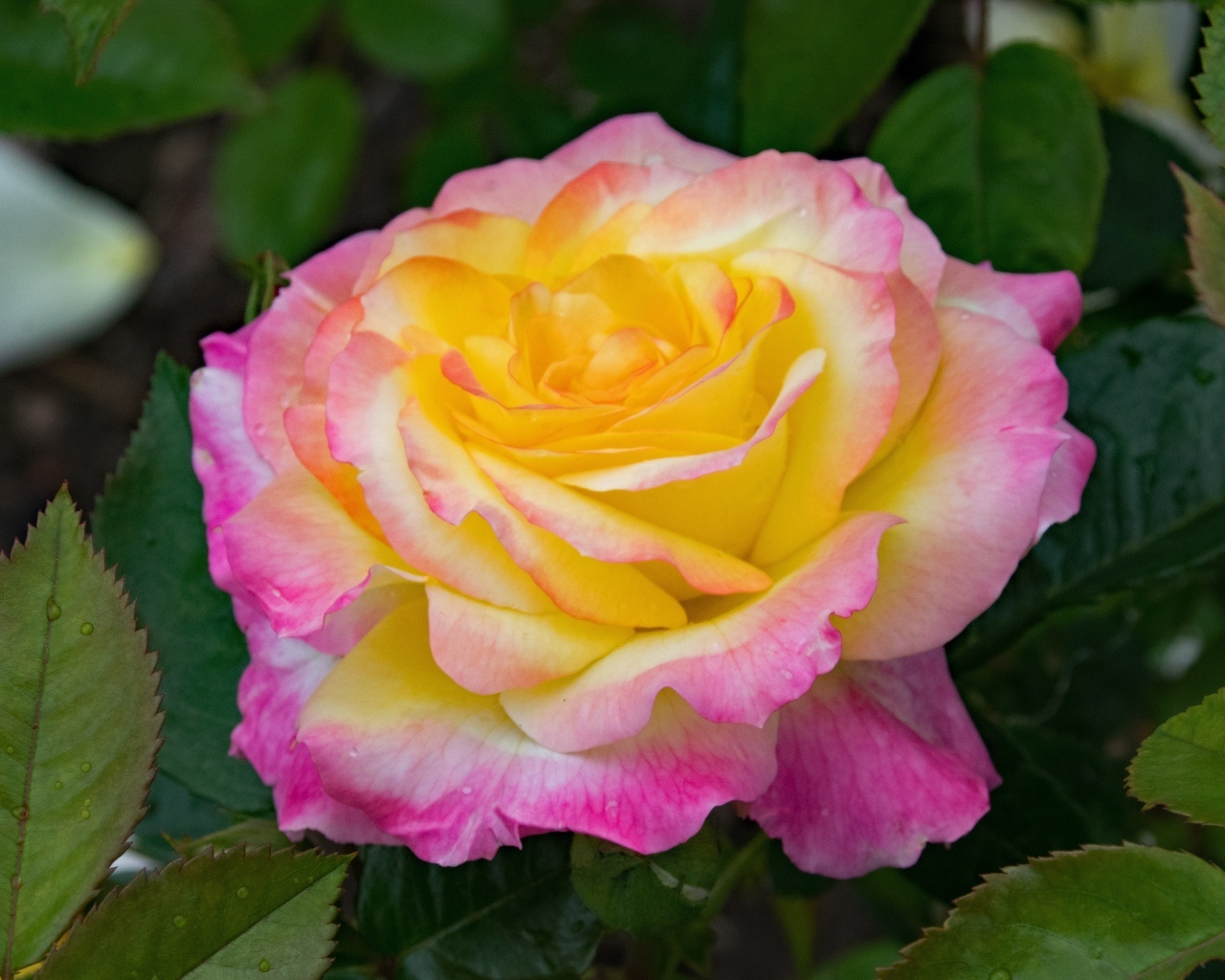 Красивые нежные розовые лепестки розы с желтой серединкой