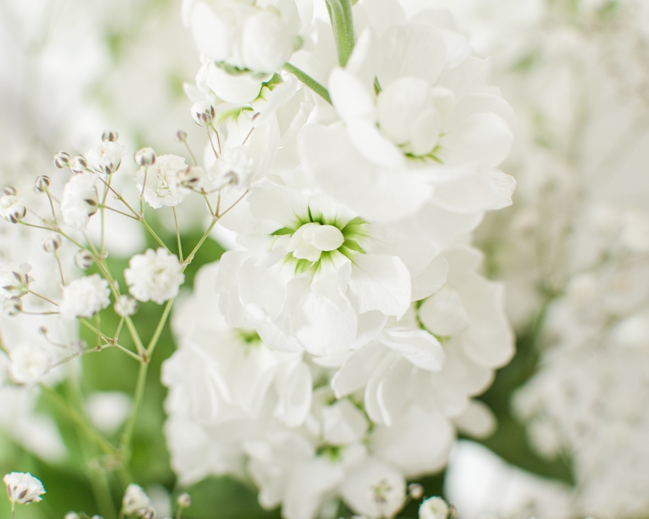 Красивый нежный белый цветок крупным планом