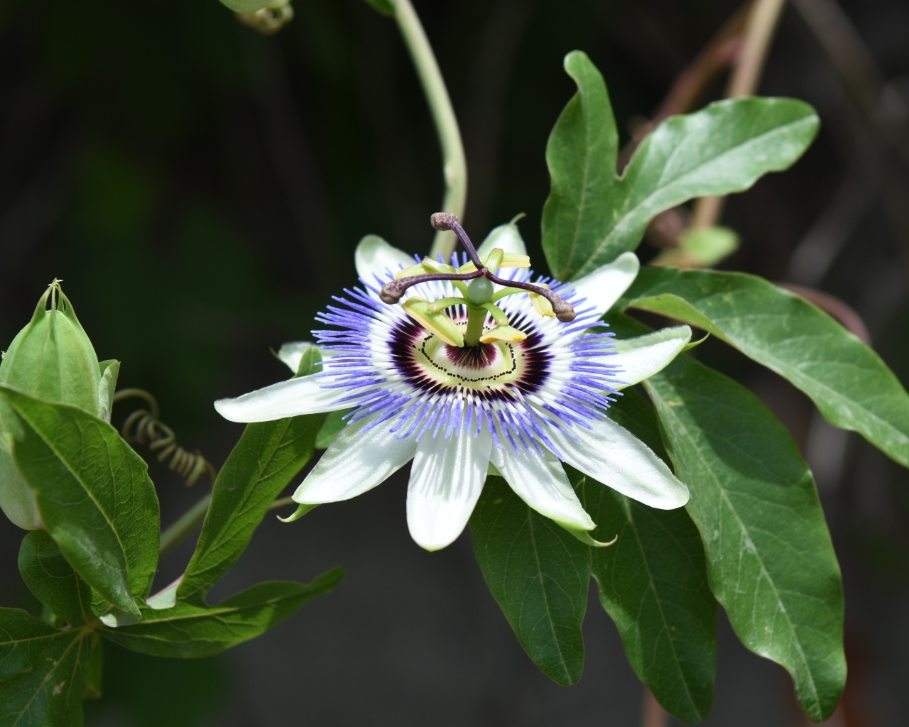 Красивый экзотический цветок на ветке