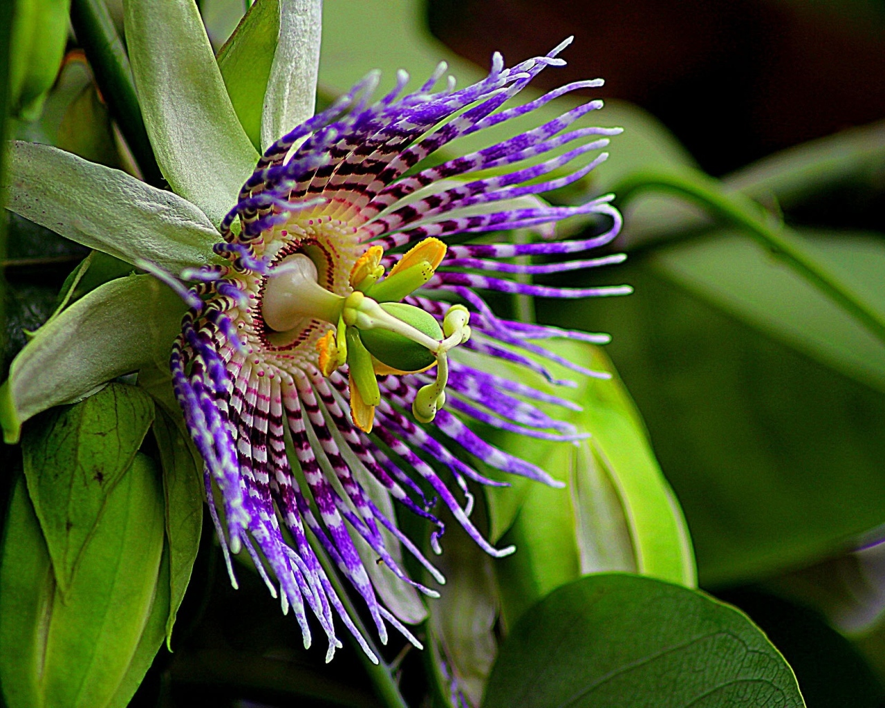 Красивый экзотический цветок маракуйи