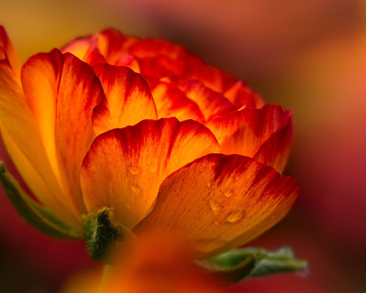 Красивый огненно-рыжий цветок крупным планом