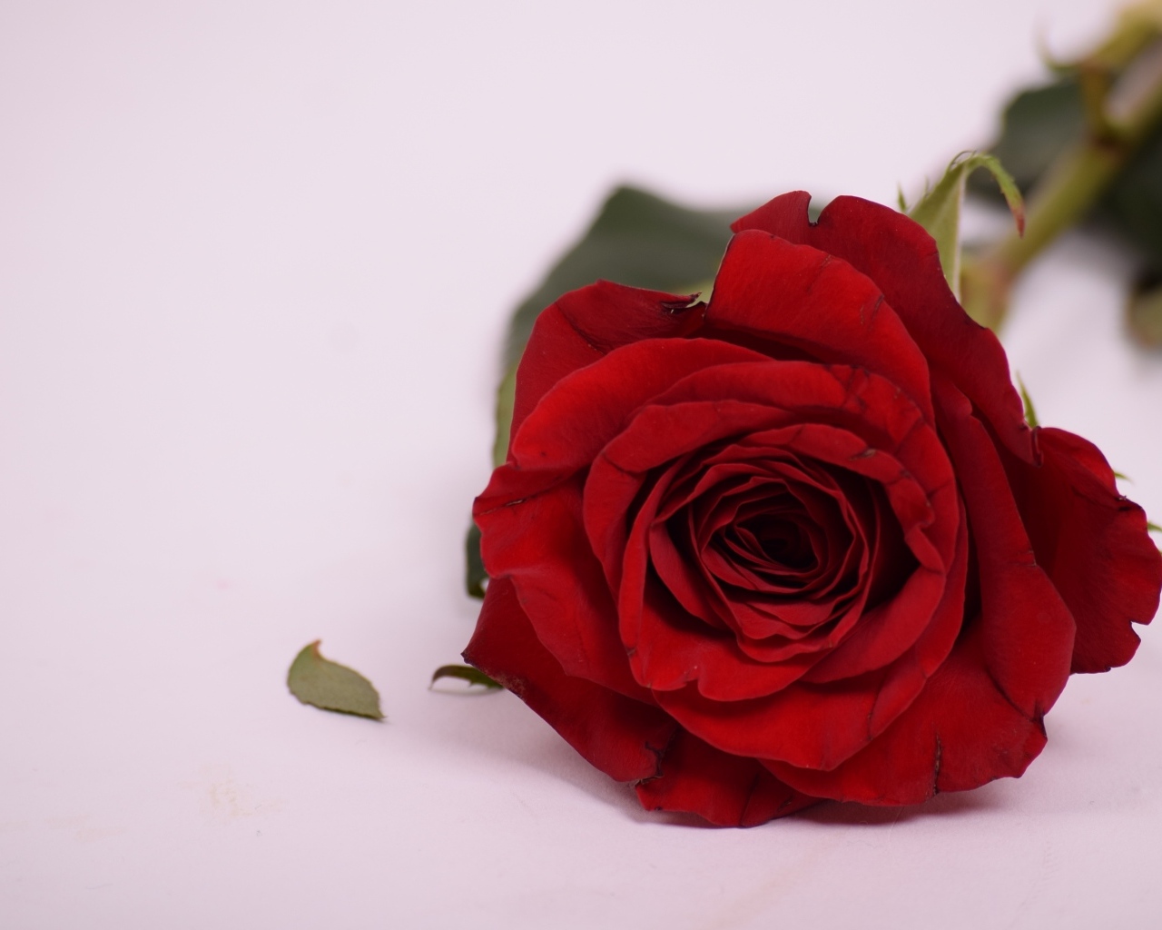 Красивая ароматная красная роза на сером фоне