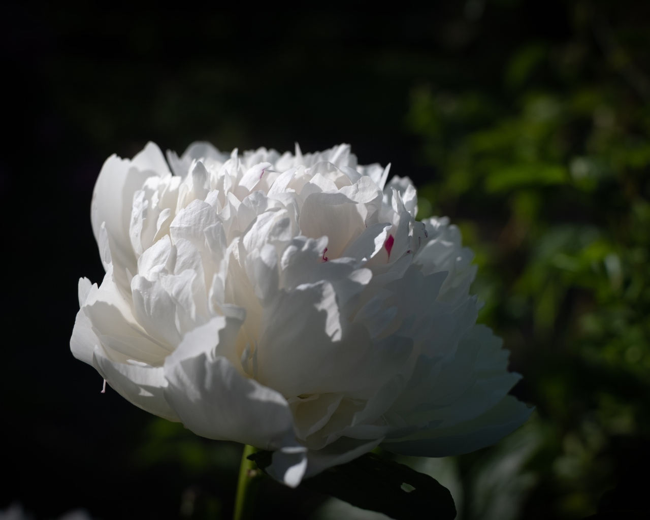 Красивый ароматный белый пион