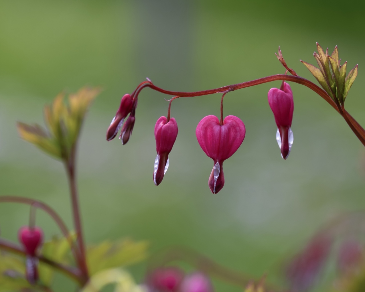 Красивые цветы фуксии крупным планом