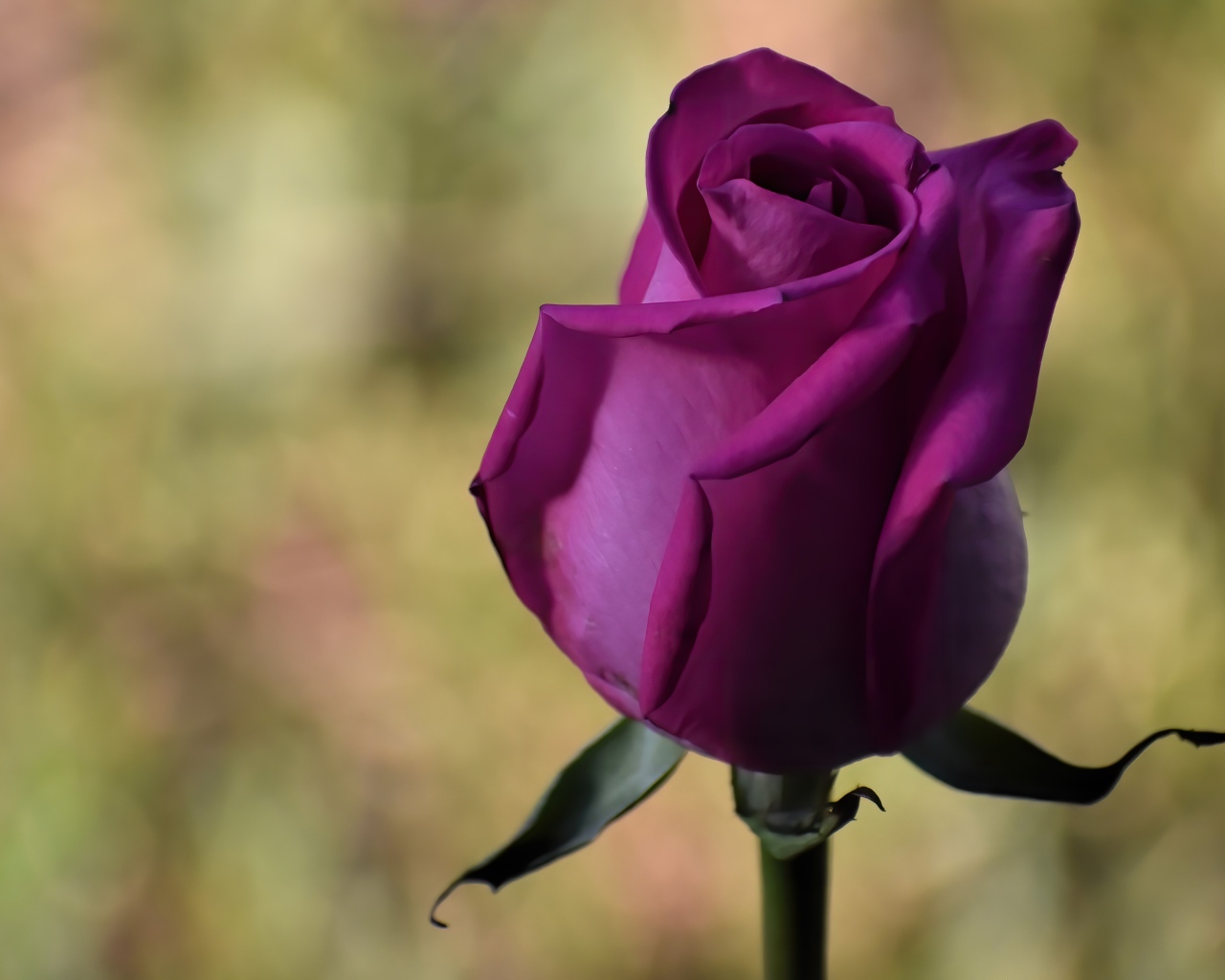 Красивая роза цвета фуксии 