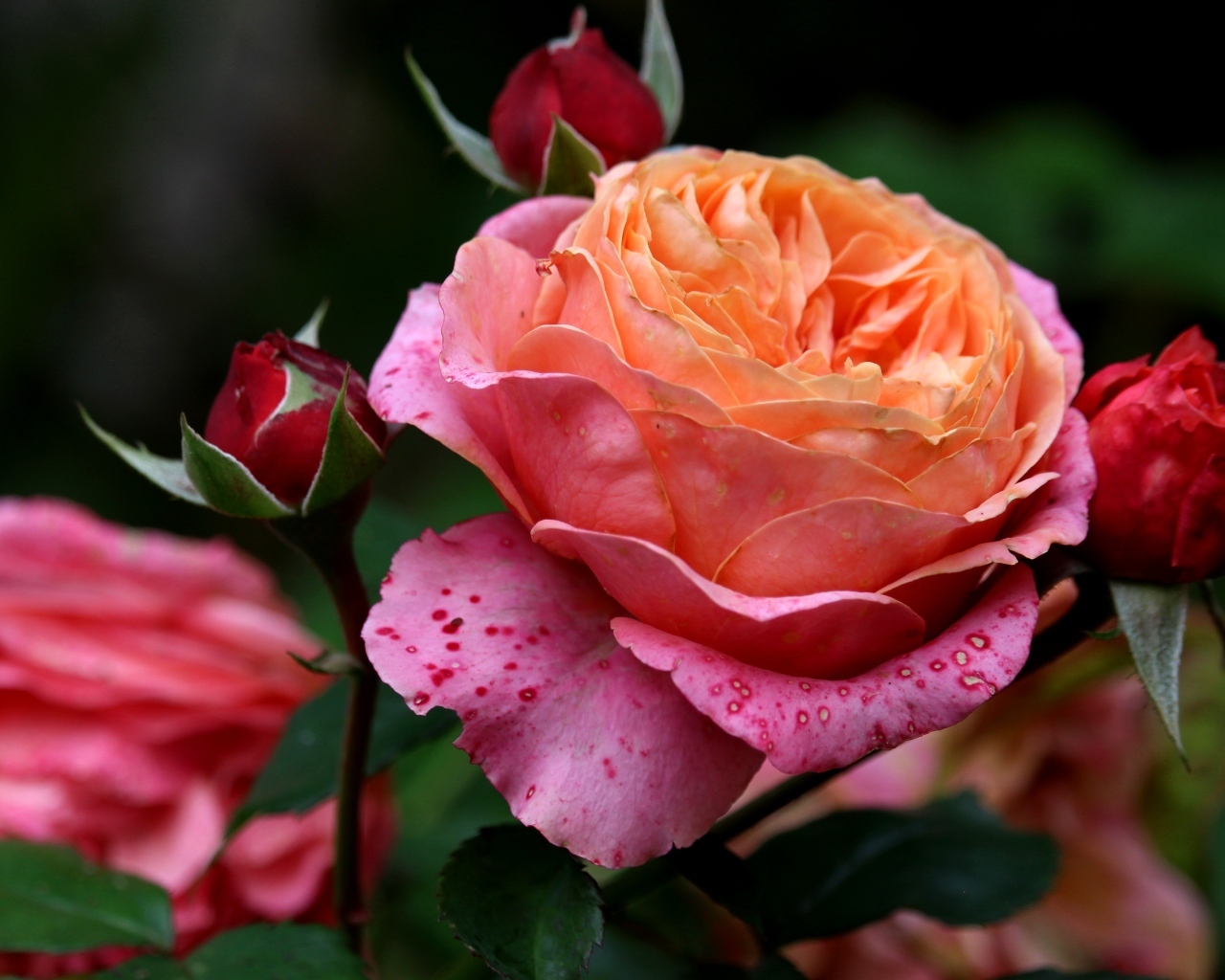 Красивая садовая розовая роза с бутонами