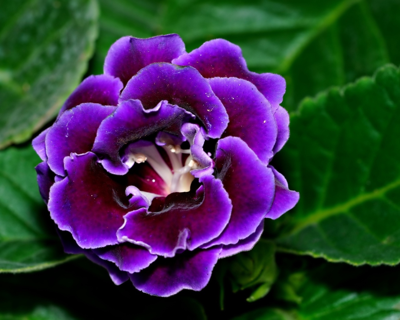 Красивый цветок глоксиния с зелеными листьями