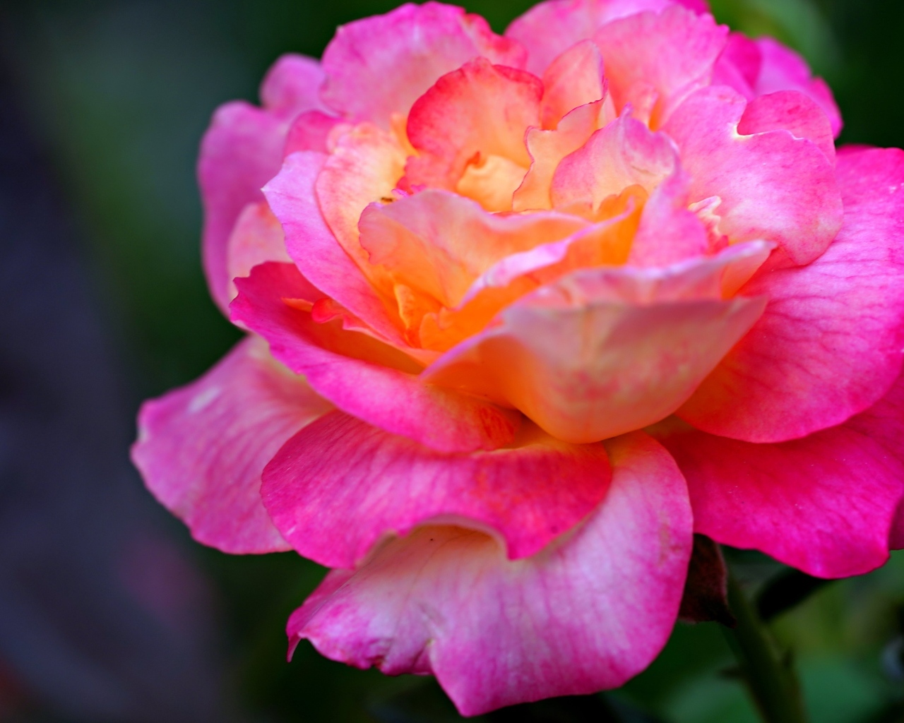 Красивая крупная розовая роза