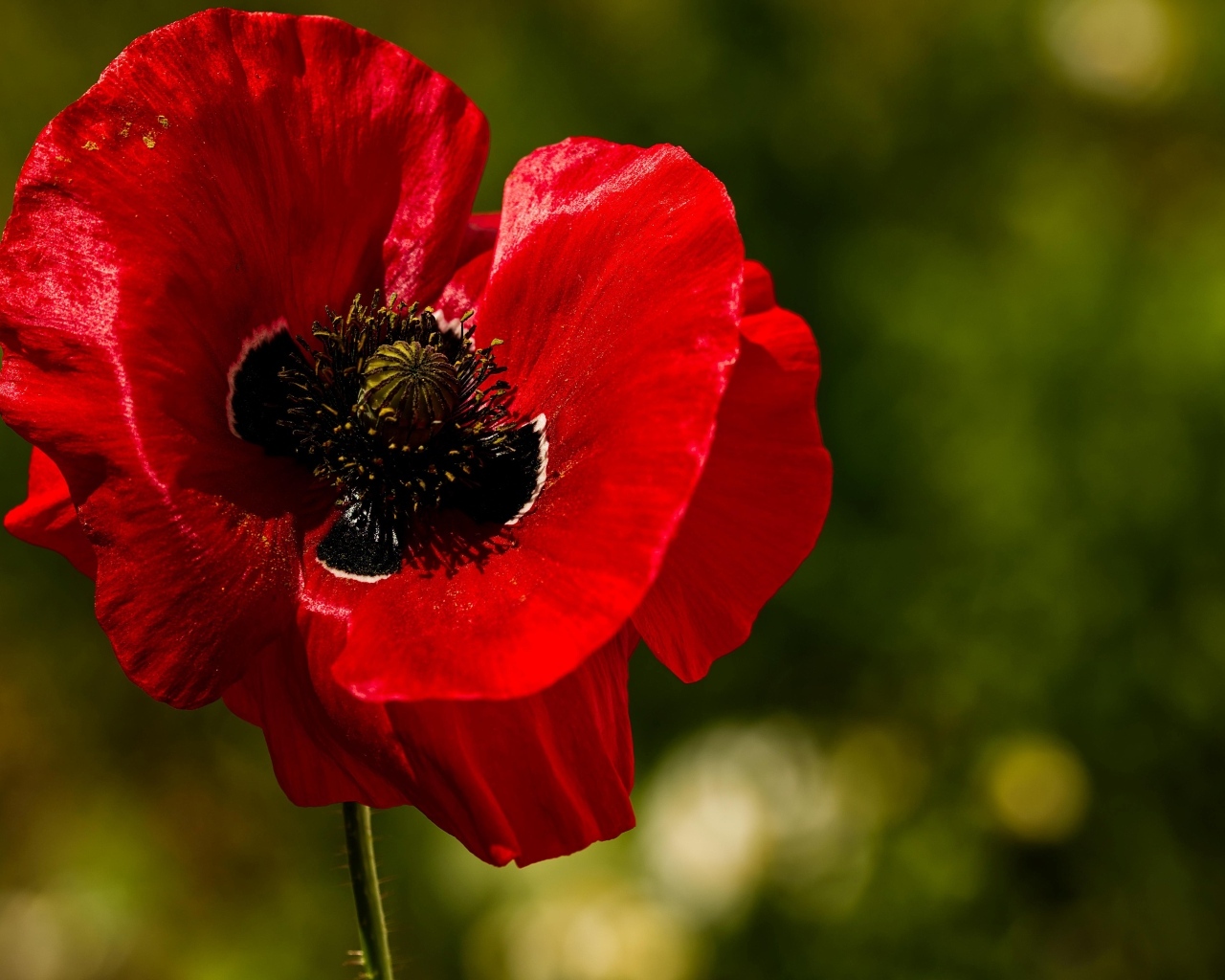 Красивый крупный цветок красного мака