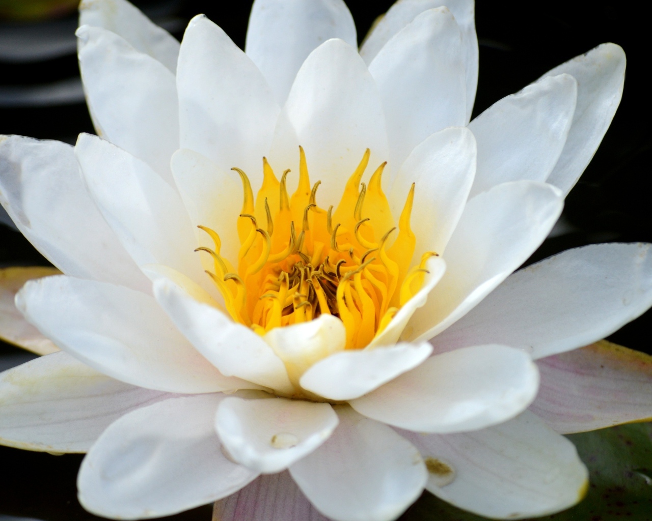 Красивый большой цветок водной лилии с желтой серединой