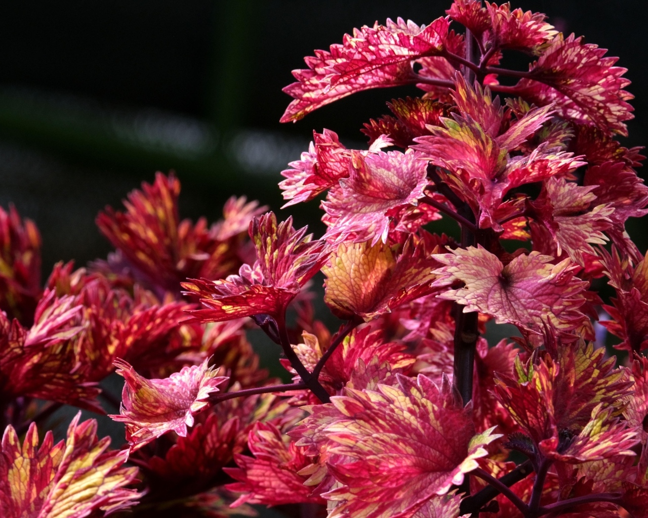 Красивые листья цветка колеус