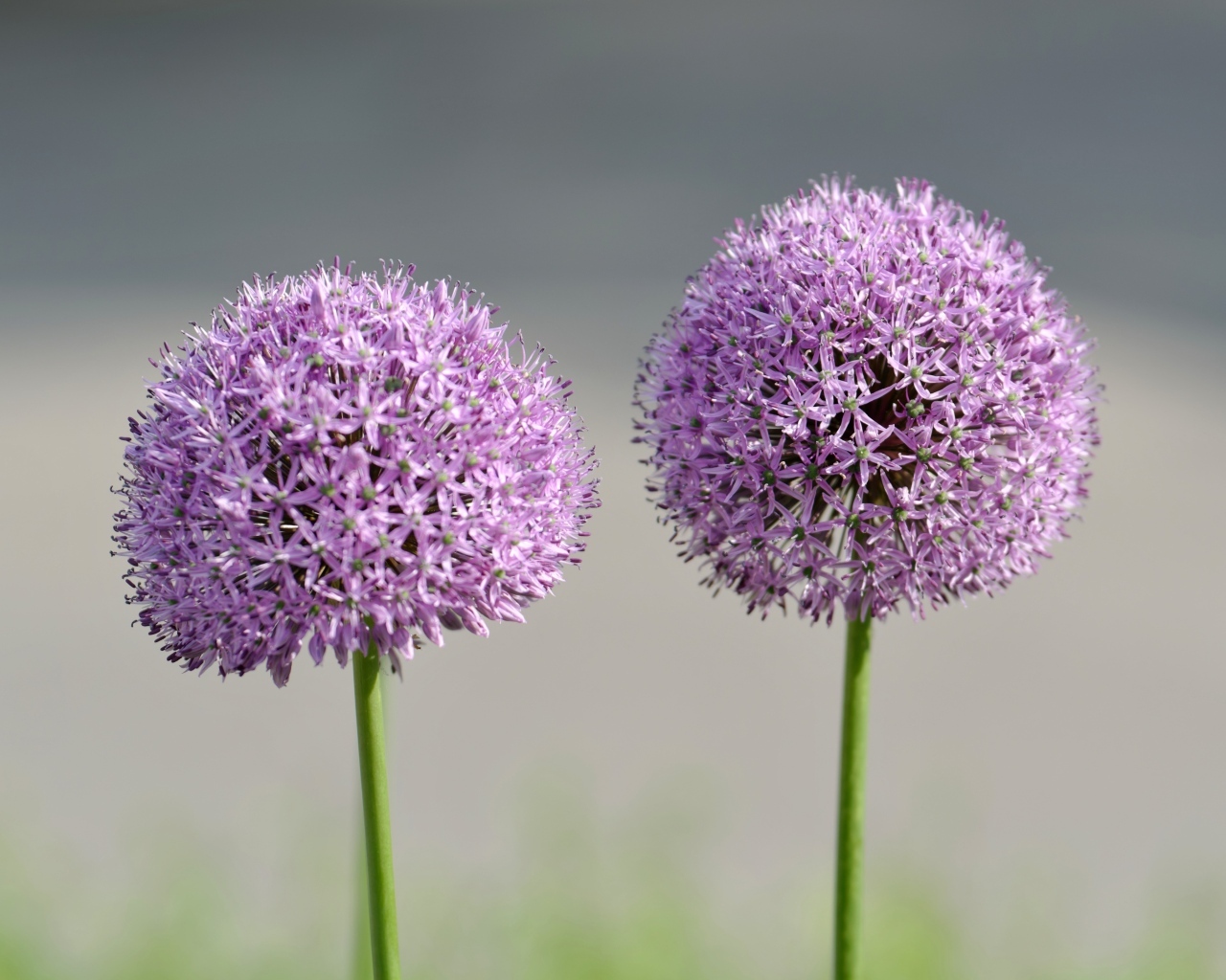 Красивые сиреневые шарики цветка Аллиум